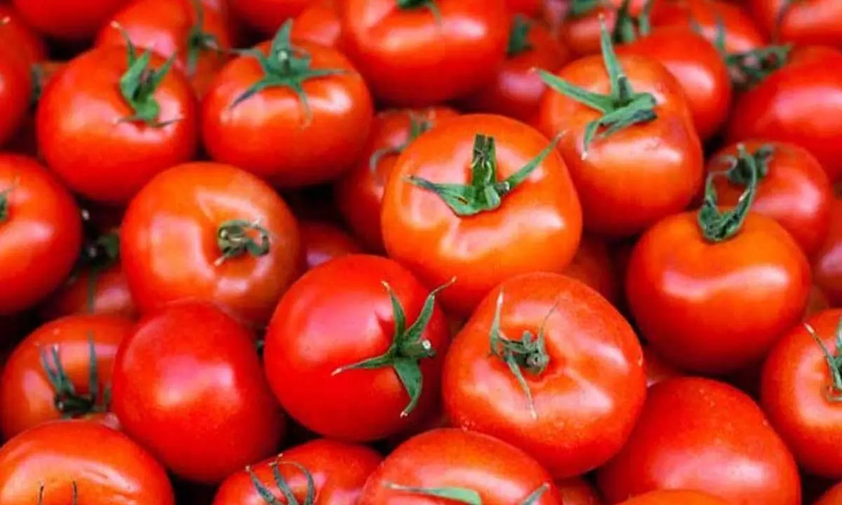 Price fall hits tomato farmers