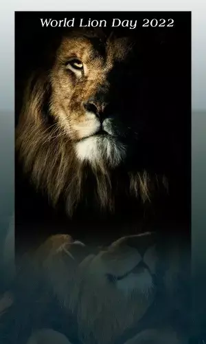 World Lion Day 2022: 7 Powerful Lion Quotes