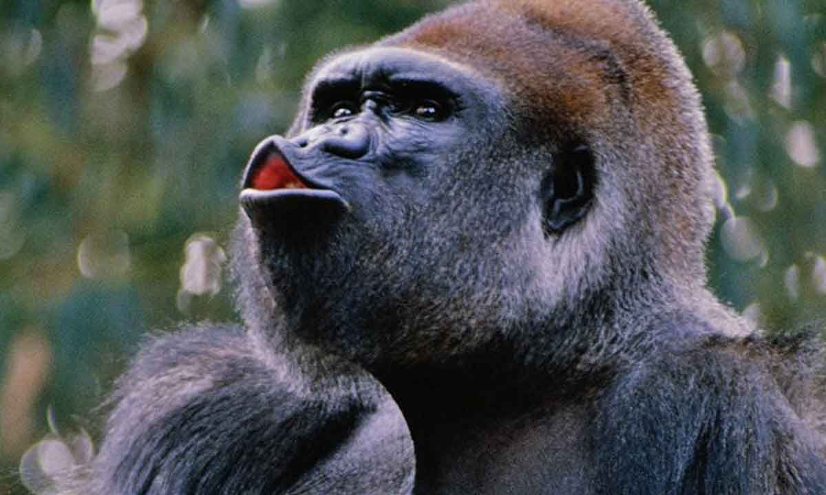 Gorilla Jawliner