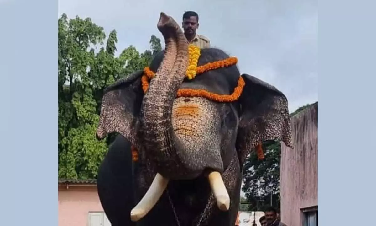 Checking weight of nine Dasara elephants: 63-yr-old elephant Arjuna tops with 5,660 kg