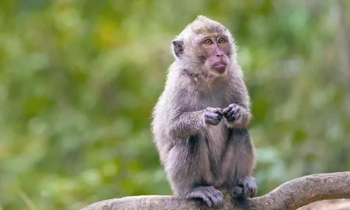 Antibodies from monkeys shows promise against Covid variants