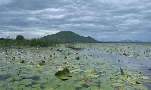 A view of wetlands at Kondakarla Ava in Anakapalli district
