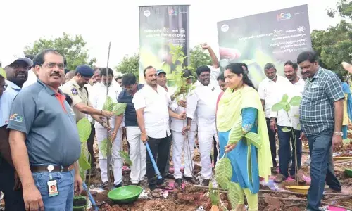 HCCB plants 15k trees