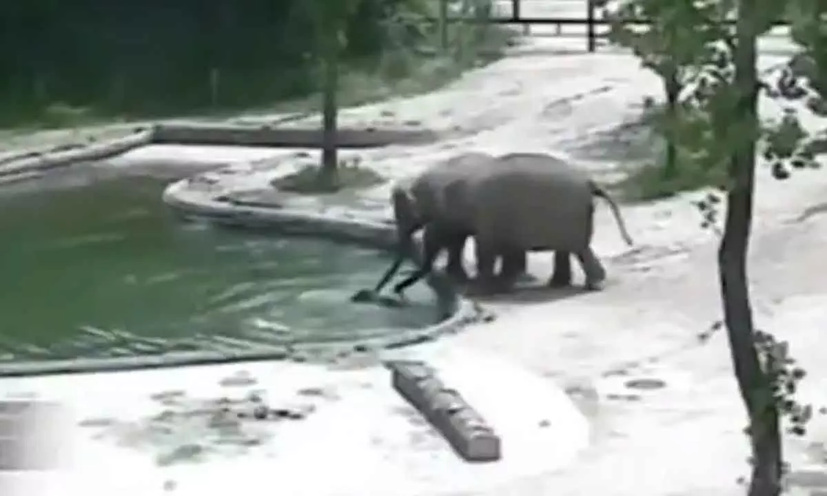 Picture shows baby elephant drowning in pool.