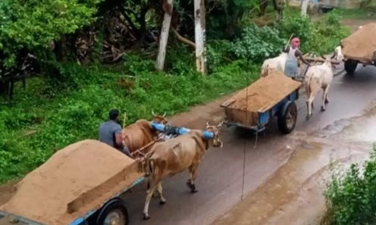 Sand is being shifted ‘illegally’ from Dusi ramp in Nagavali river through bullock carts