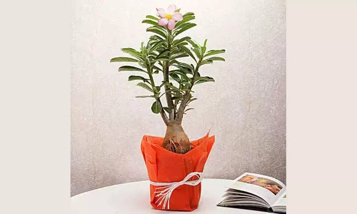 Alluring Bonsai Plants for your Living Room