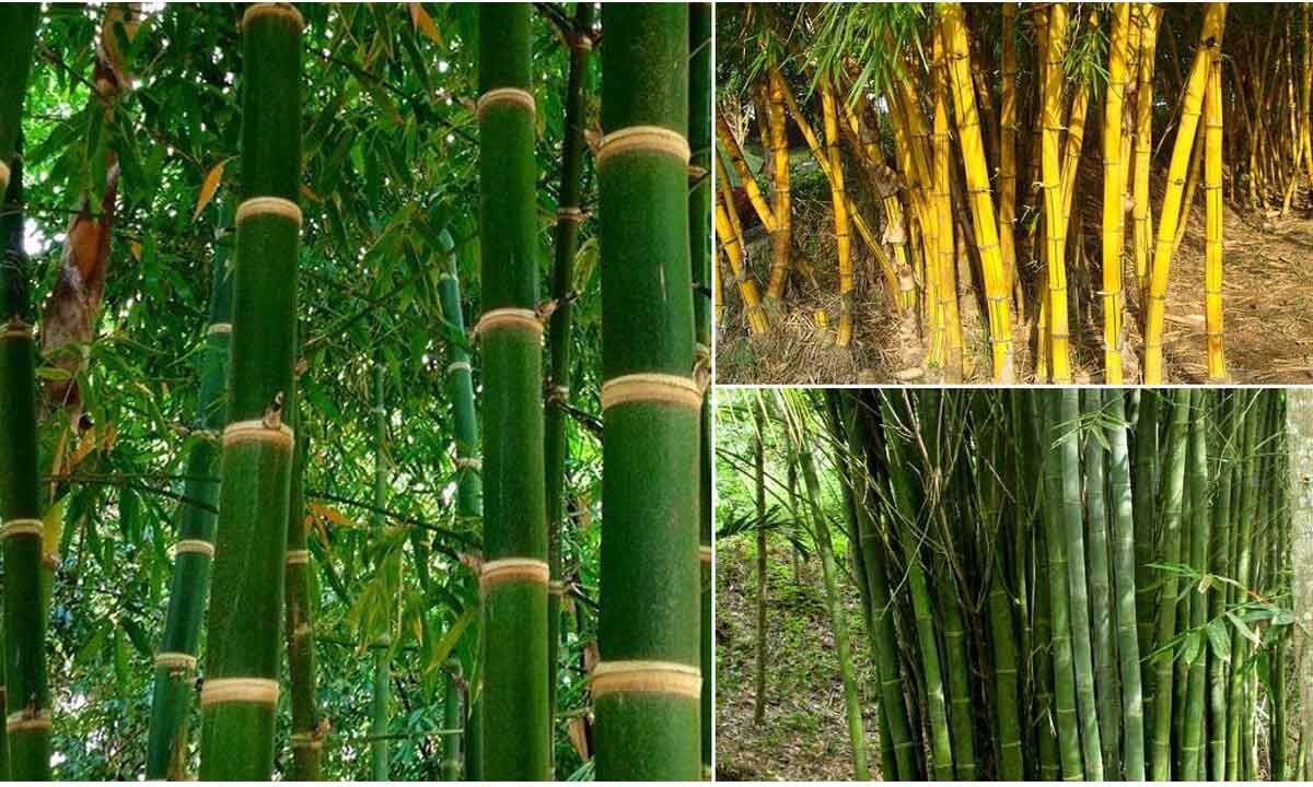 Bamboo Varieties of India: India is 2nd largest producer of bamboos in ...