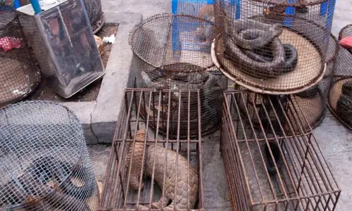 The COVID lab leak theory is dead