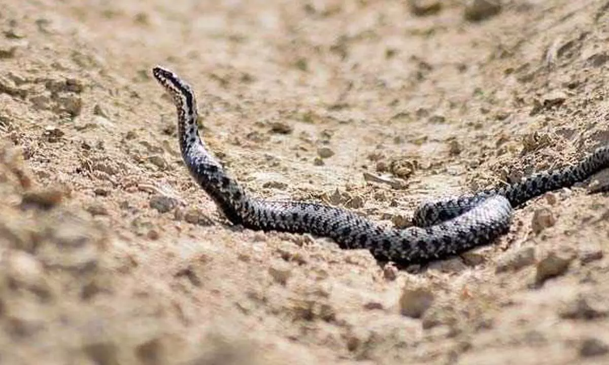 Toddler Kills Snake After Animal Bit Her On Lip