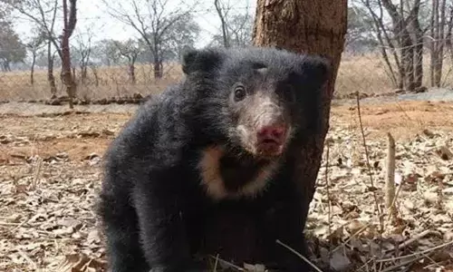 125 students of Bengaluru international school adopt a young sloth bear