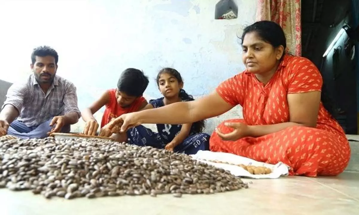 The family members engaged in making seed balls in Sircilla