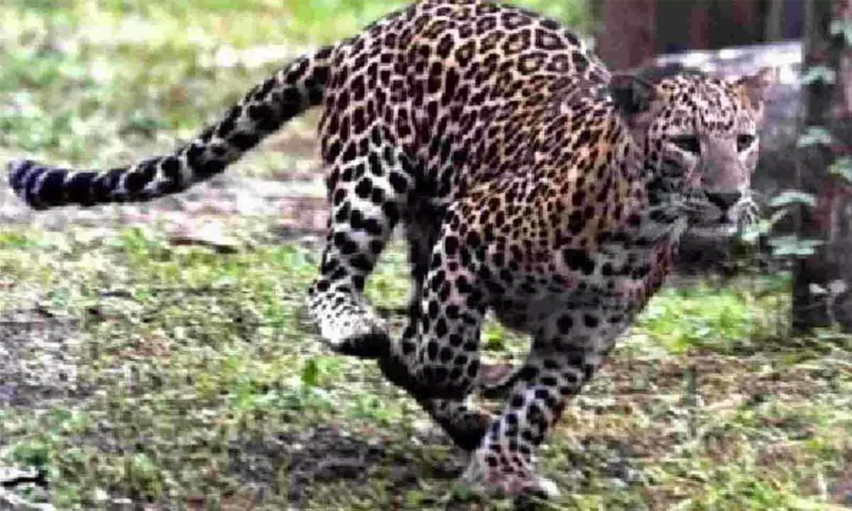 Leopard pugmarks triggers panic near IIIT Basara
