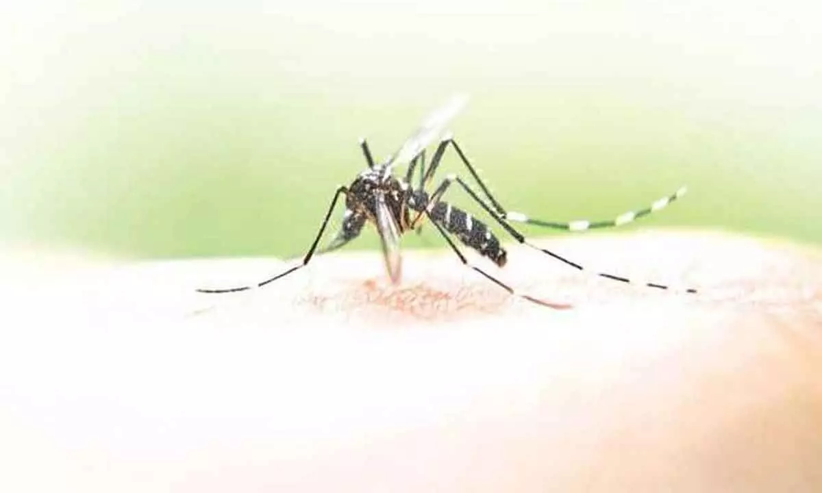 Hyderabad: Dengue continues to sting more people