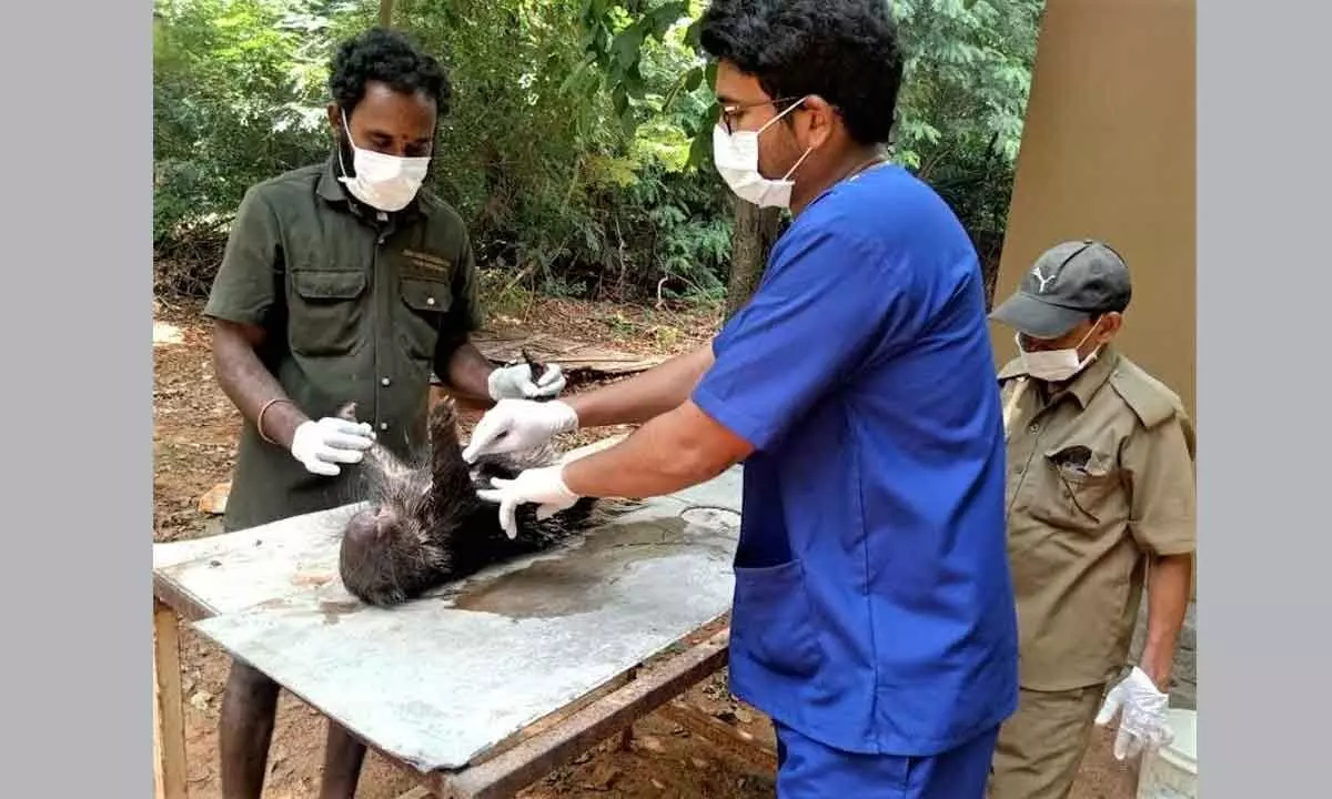 An injured Indian porcupine being treated by the agro forestry wing of RINL in Visakhapatnam on Monday