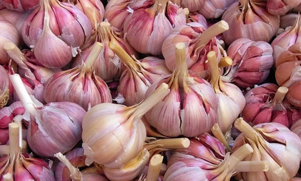 Why are MP farmers throwing away garlic crops?
