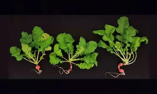 Researchers Found First Plant They Should Grow on Mars