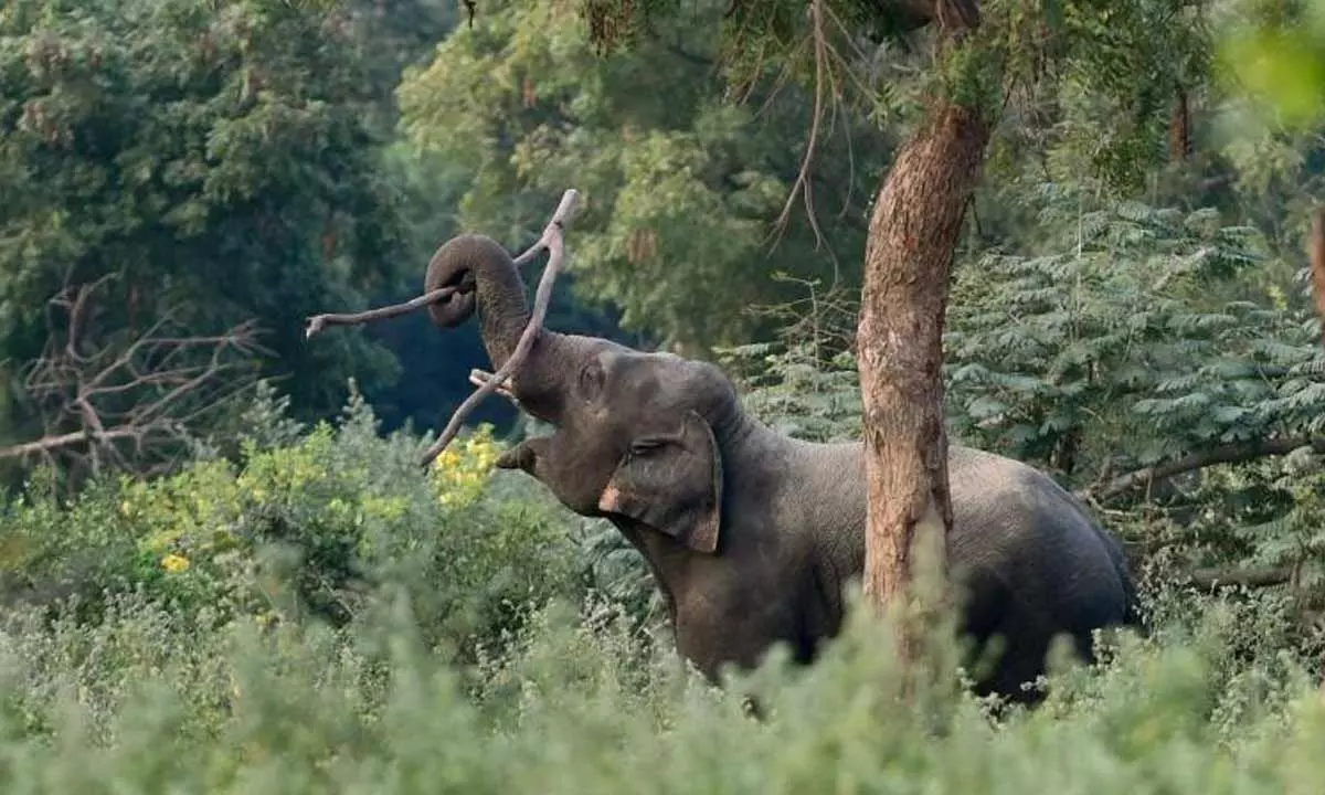 Tamil Nadu Government Declared To Establish A New Elephant Reserve