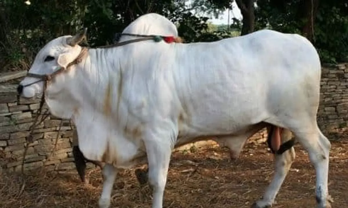 Ongole breed cow