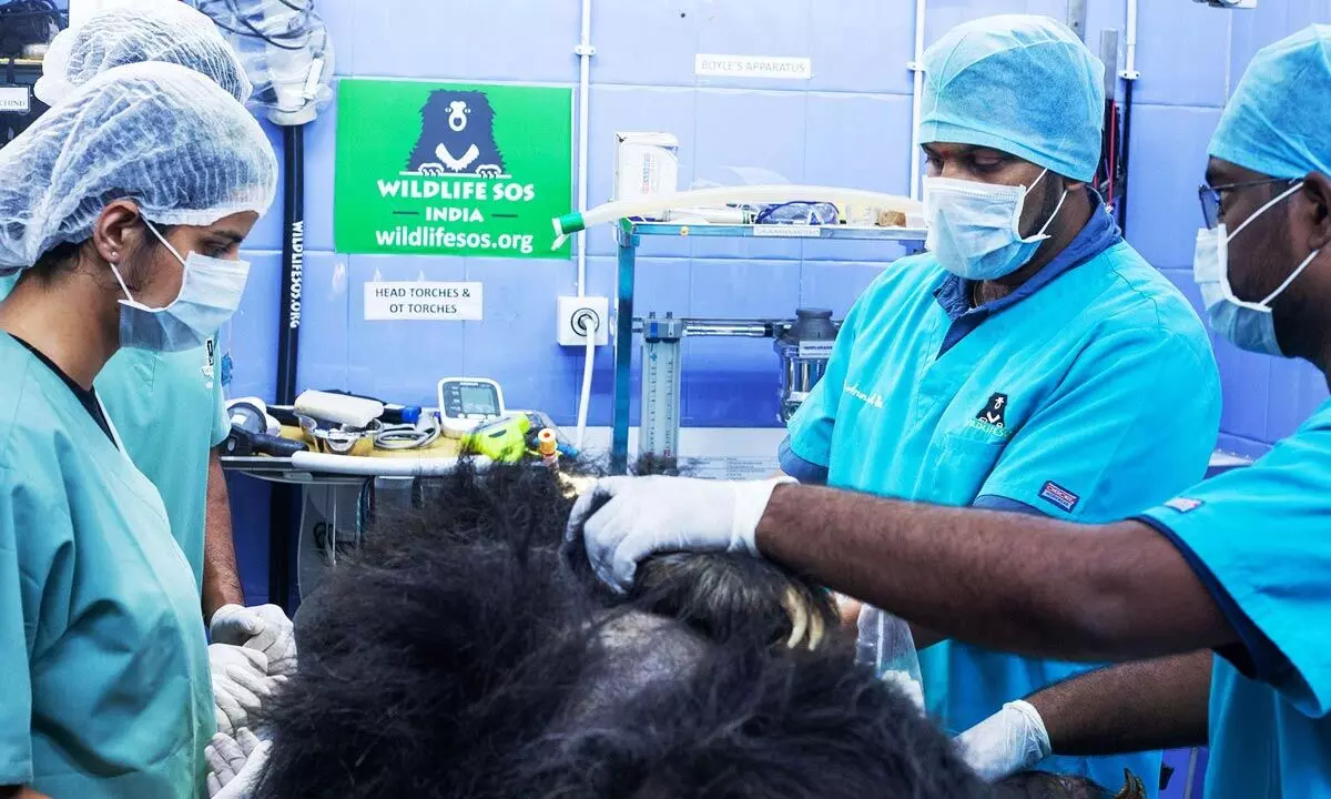 Sloth bear with tooth troubles receives specialised dental treatment