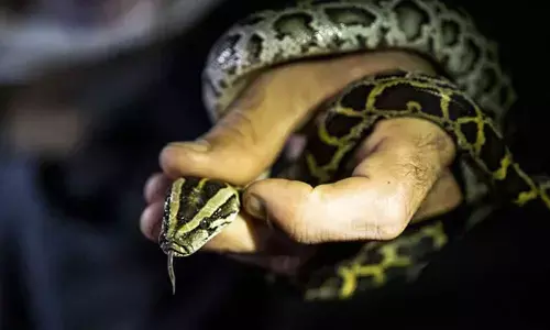 Three of the reptiles were dead. (Representational image)