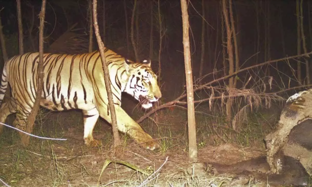Tiger caught on camera once again after four months in Vizianagaram