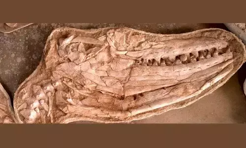 One of the Thalassotitan skulls