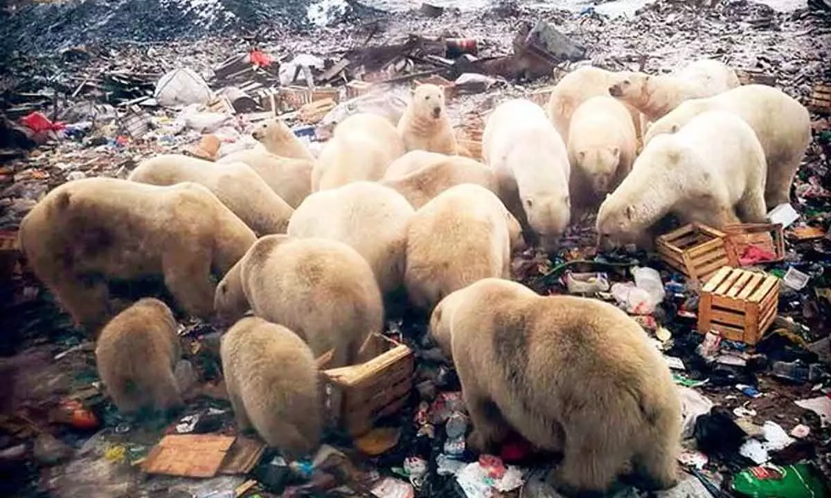 Garbage making life harder for polar bears