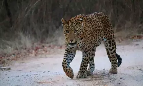 Leopard footprints spotted at a temple in Kuppam, officials start search operations