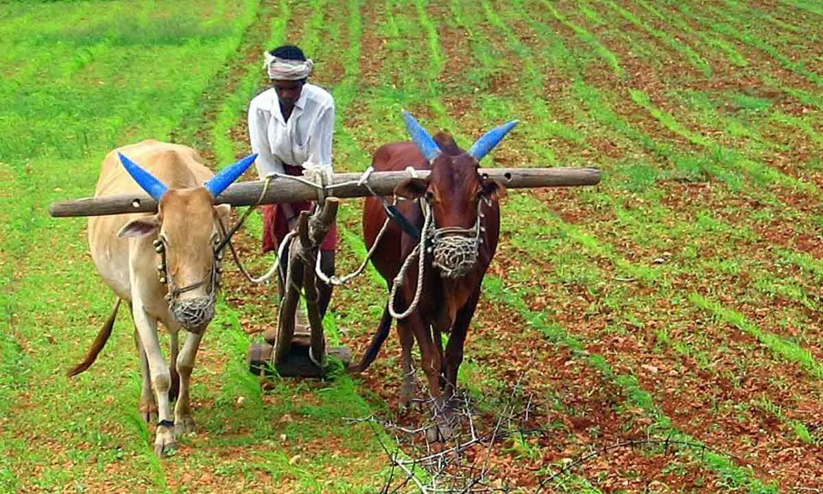 Andhra Pradesh tops the country in the real-time crop management system