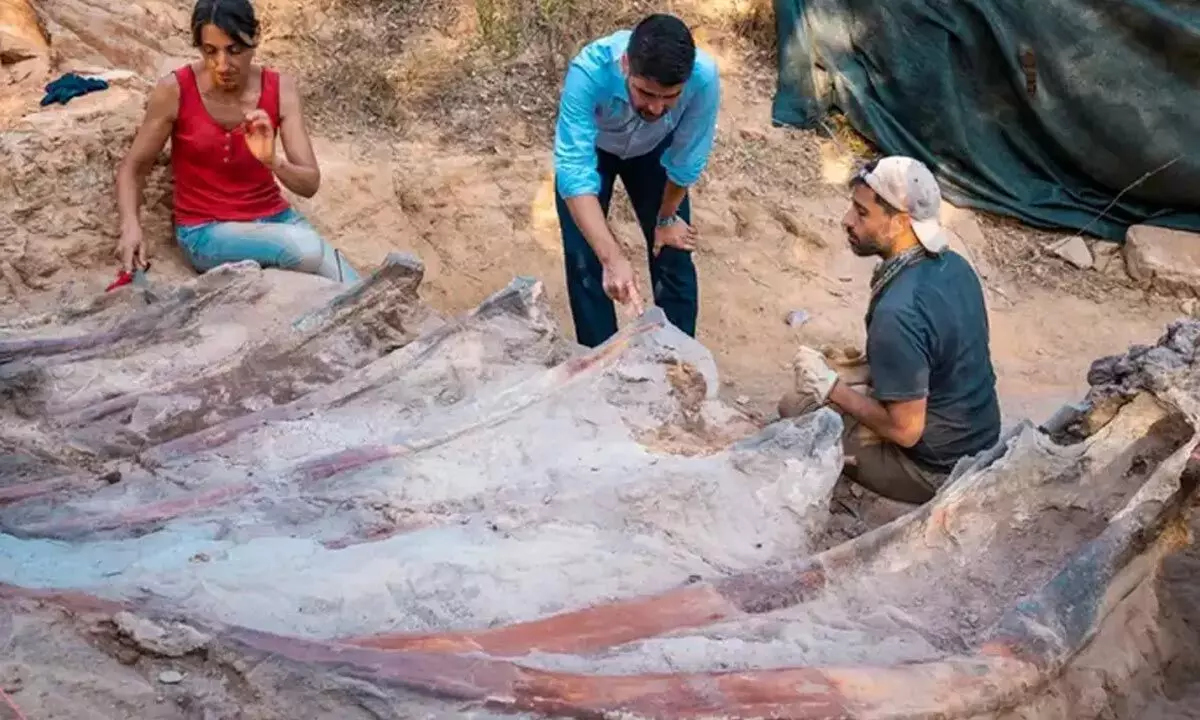 The research carried out at the Monte Agudo paleontological site underlines the importance of the fossil record of vertebrate in the Pombal region (Portugal).