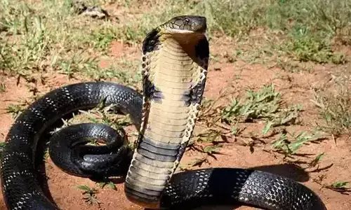 Representational image