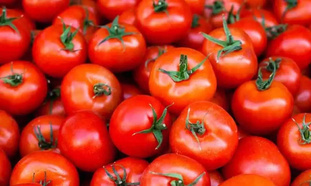 Andhra Pradesh: Tomato prices on surge in Kadapa amid toll on yield