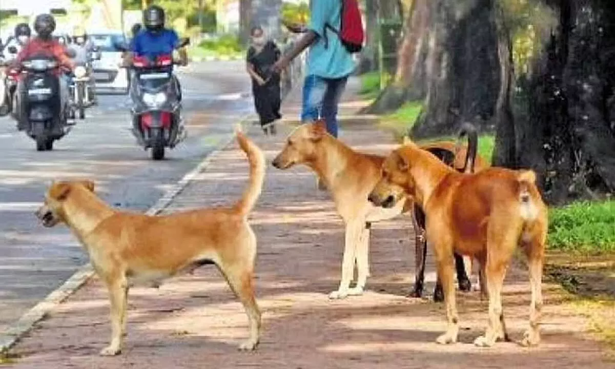 State government hasn’t taken any effective step to eliminate rabies