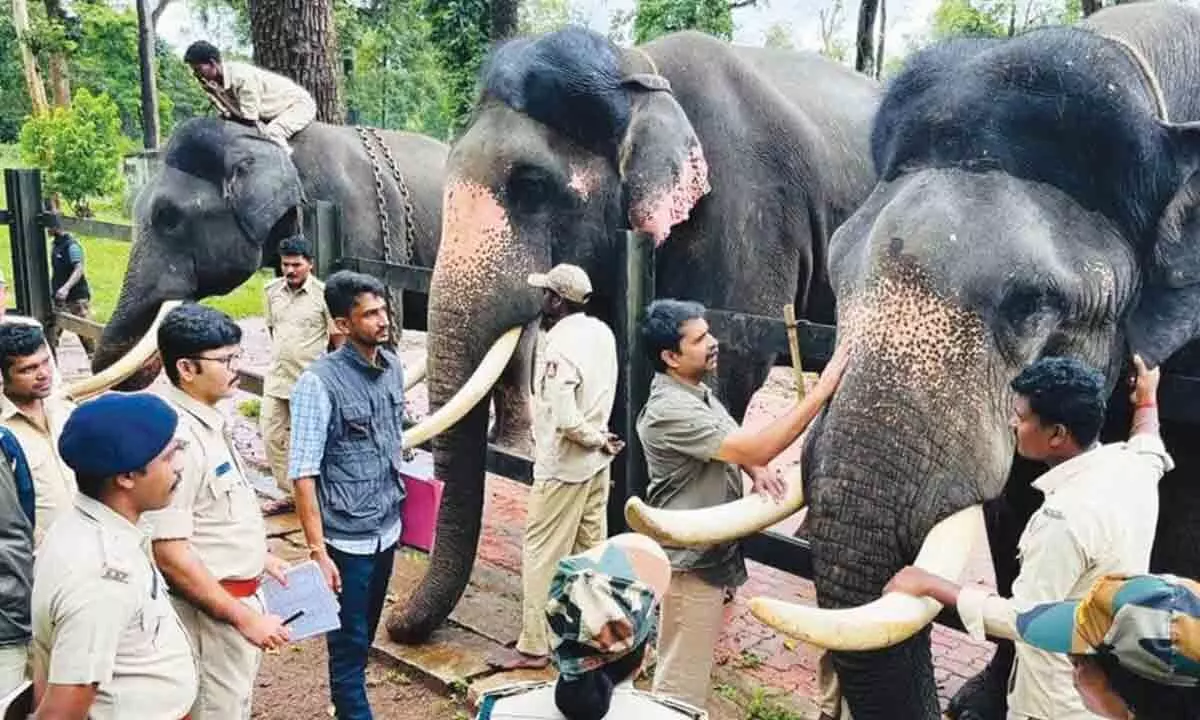 Forest department cancels traditional pooja to elephants