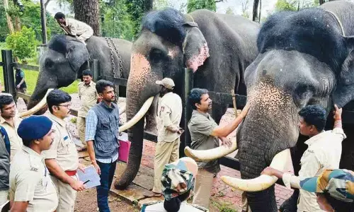 Forest department cancels traditional pooja to elephants