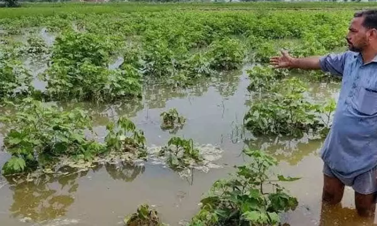 Rains damage crops in 6,000 acre