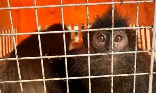 Forest officials said the process of identifying all the seized species, that were kept in crates, is underway.