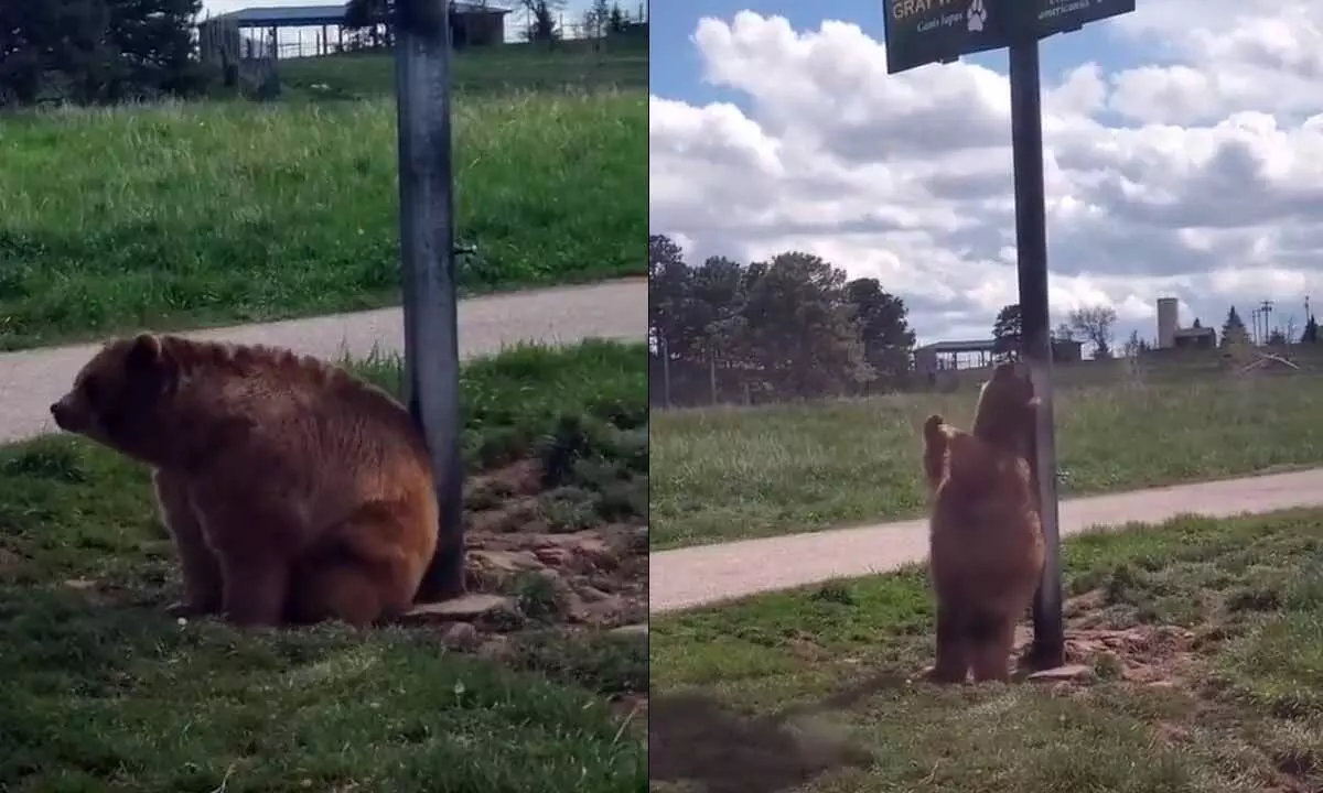 Watch The Trending Video Of Bear Scratching Its Back On A Pole