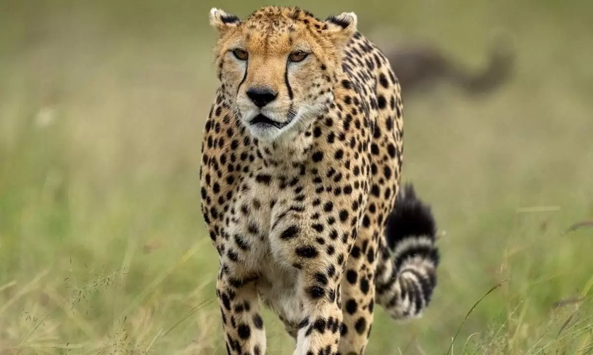 Cheetah action plan raises eyebrows