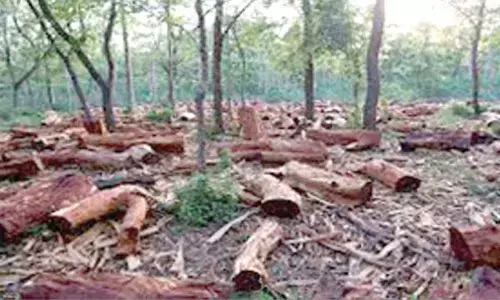 Green Tribunal sees red over deforestation