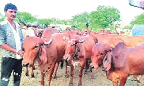 Delhi govt to procure 60,000 doses of goat pox vaccine