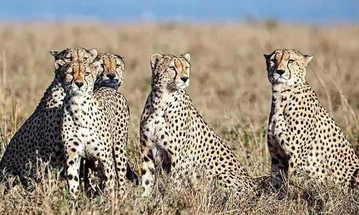 25 cheetahs to be brought to India from Namibia