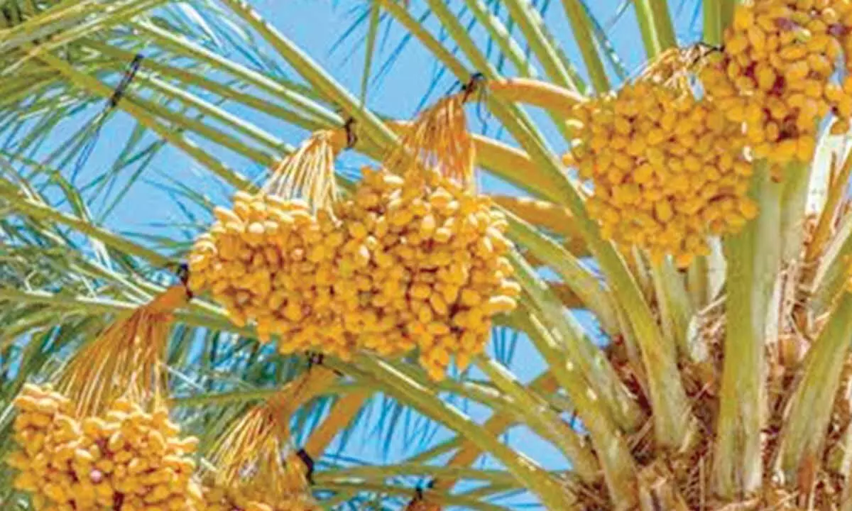 Dates farming gains pace in Anantapur district