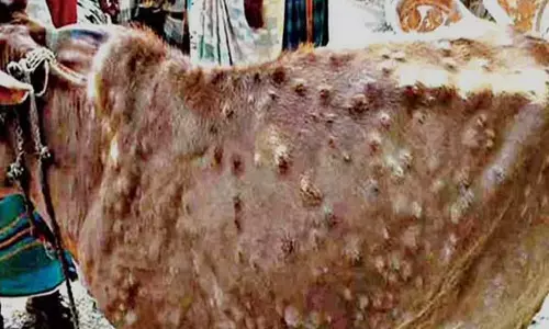 A cow infected with lumpy skin virus