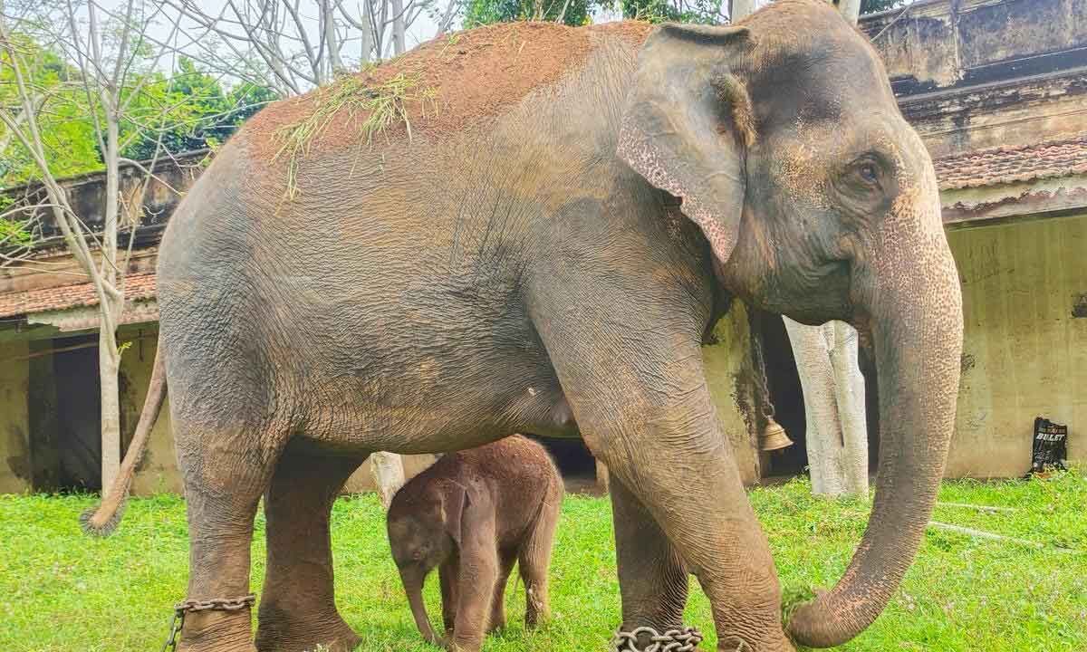 Dasara jumbo Lakshmi delivers second calf in Palace