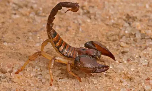 Representational image