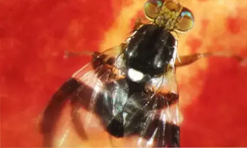 New hypothesis for evolution of different species: Study