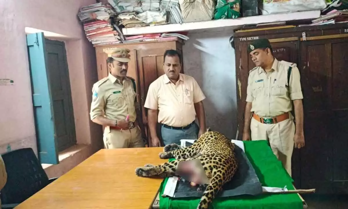 Kamareddy: Cheetah dies in road accident