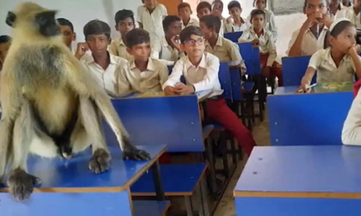 Watch The Trending Video Of Monkey Attending Classes With Students