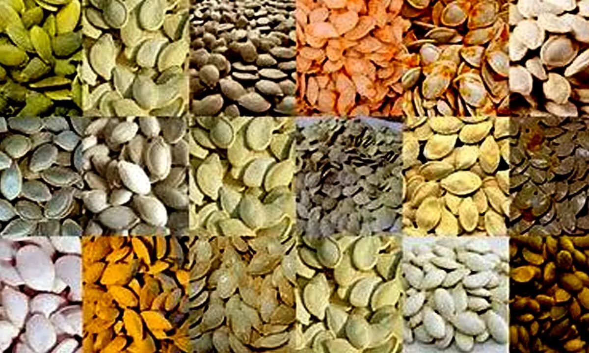 Seeds size are compact in size, but they tend to hold immense nutritional values. One could include them in their meals or they can eat them as snacks.